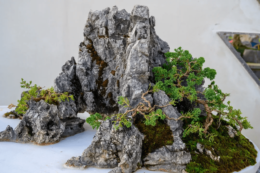 盆景|银杏小镇新增雅趣打卡地——盆景园