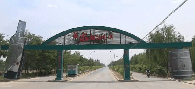 葡萄|你知道宁夏的第一瓶干红葡萄酒是怎么诞生的吗?