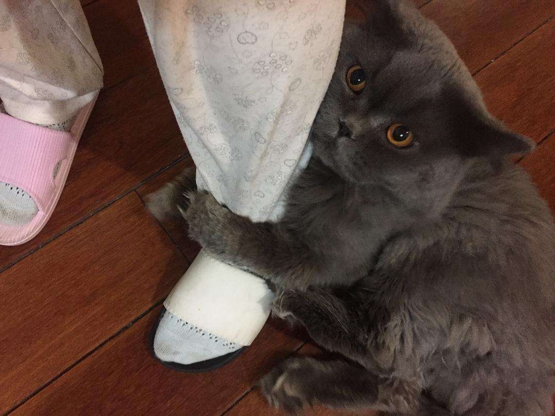 爱意如何判断猫咪对你的感情深不深？2个方面就能看出来