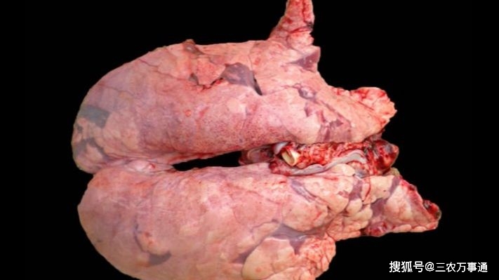 症状|警惕“秋老虎”！六种呼吸道疾病养猪人需要注意