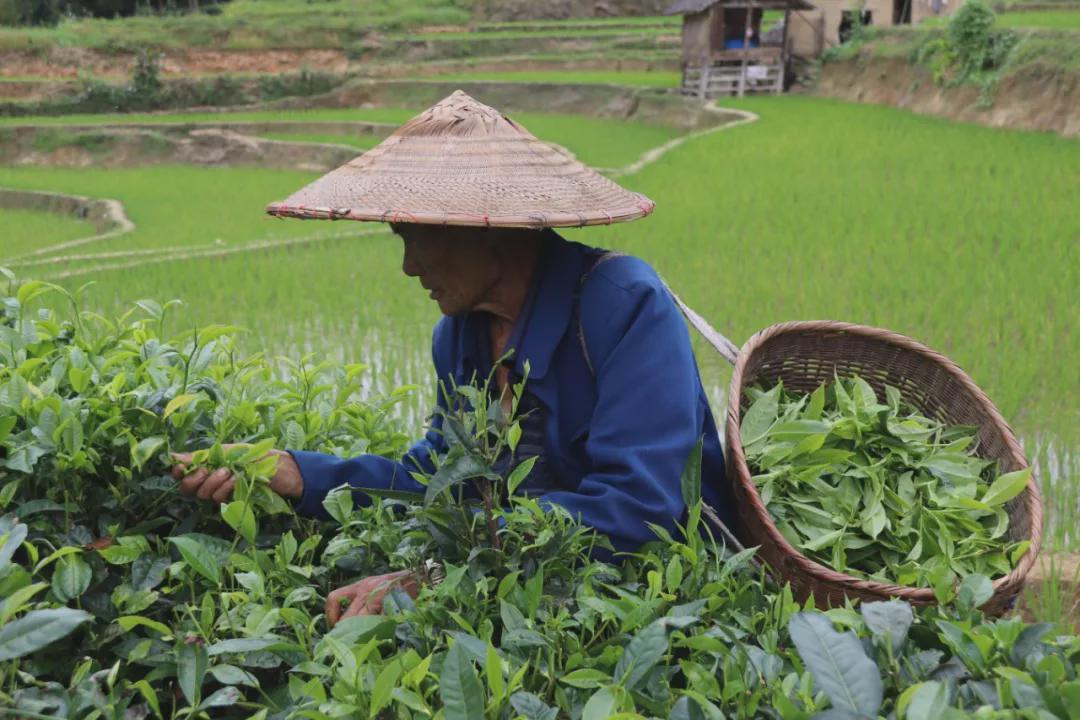 黄梨|腾冲新华：茶叶产业从“一枝独秀”到“百花齐放”