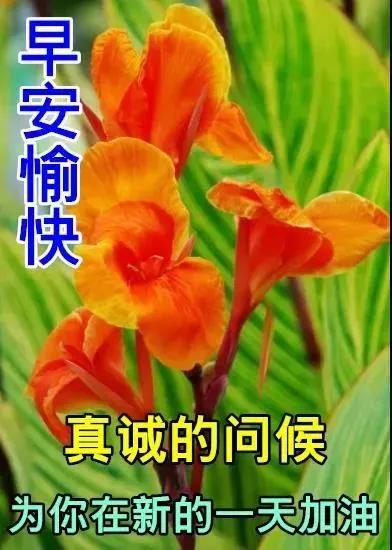 8张最新特漂亮秋天早上好鲜花动画图片 2021最美秋日早安问候祝福图片