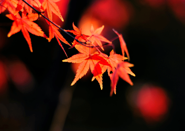 宋-郭祥正枫树林采一片红叶,读一首诗词.