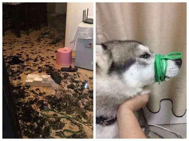 警车二哈迷路跑进警局，主人领回所长大吼：骗了十天饭！车都拆秃了！