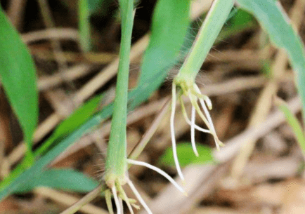 一种野草长得酷似 千金草 在农村很常见 明目润肺 请重视它 马唐草