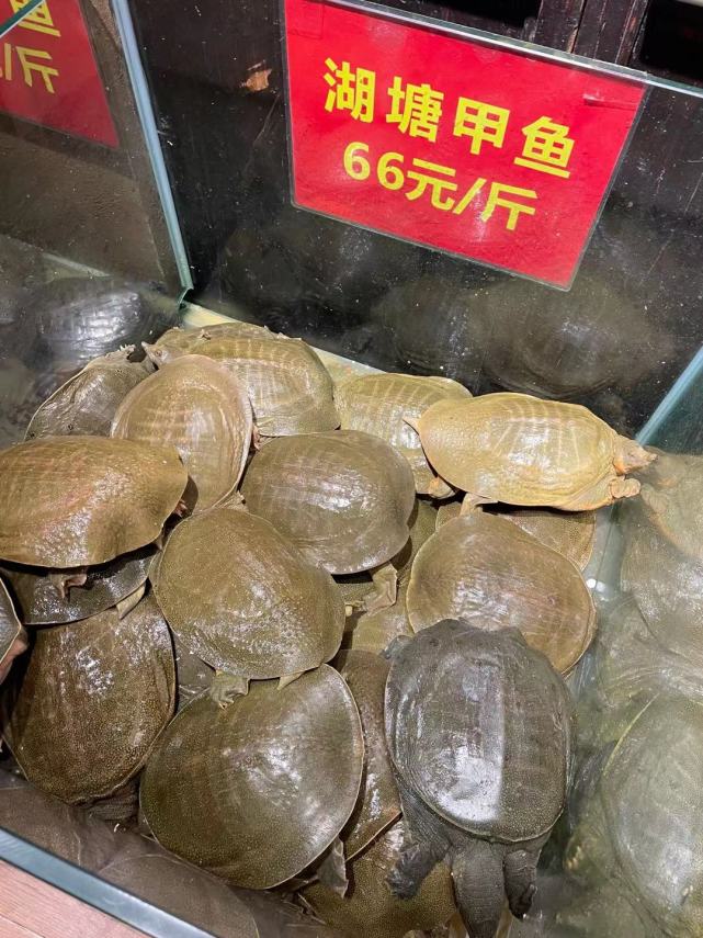 金元甲甲鱼:肥硕滋补,爽滑q弹,吃货们再也按捺不住了!