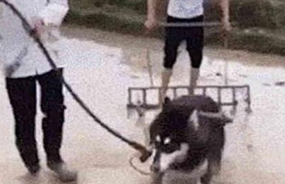 宠物把拆家二哈送去乡下奶奶家,奶奶却派它去耕田,姜还是老的辣