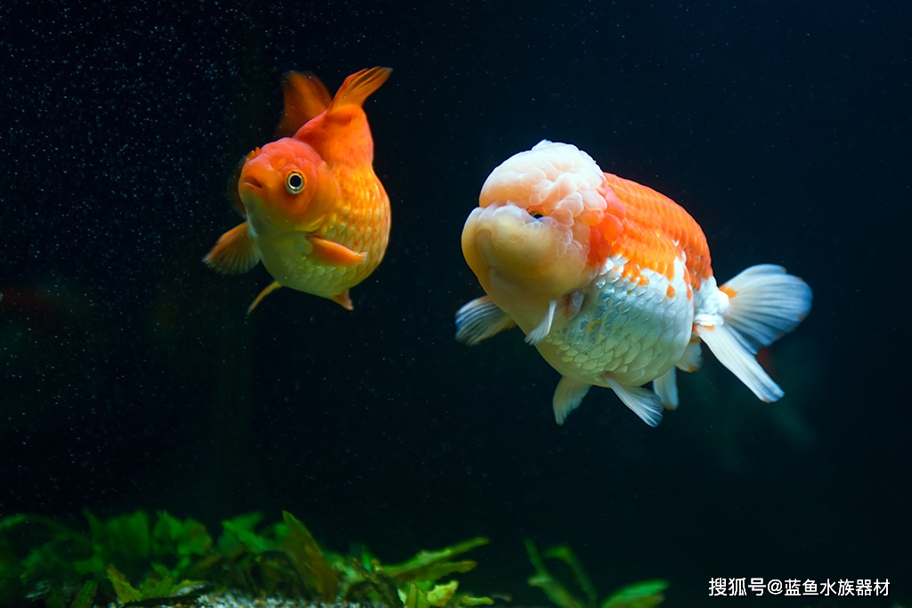 金魚養幾條風水好 金魚風水禁忌