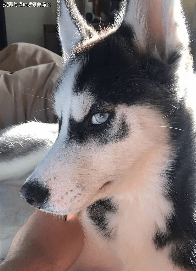 智商哈士奇还是看别人养更快乐