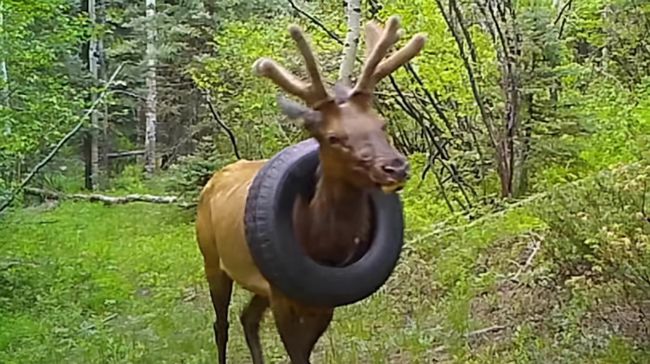 脖子上挂轮胎生存两年！一头麋鹿被拯救，为何麋鹿挣脱不了轮胎？_手机