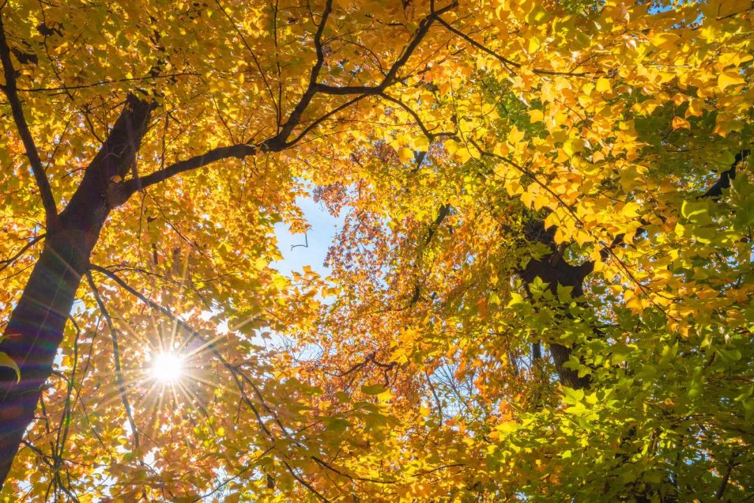 金色秋天是什么意思 72cbef0148a64bbe83f2545025d17a7d.jpeg