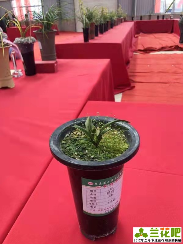 国兰,观叶植物之冠,既能闻香又能观赏_兰花