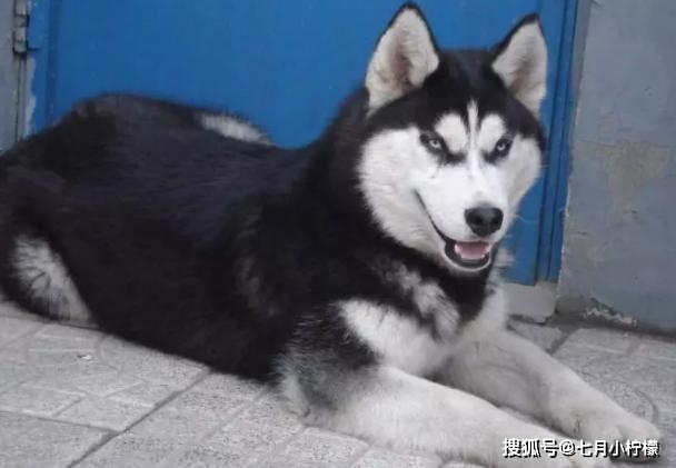 因为二哈在乡下走丢了，父亲找到时内心很激动：这种狗狗还有吗？