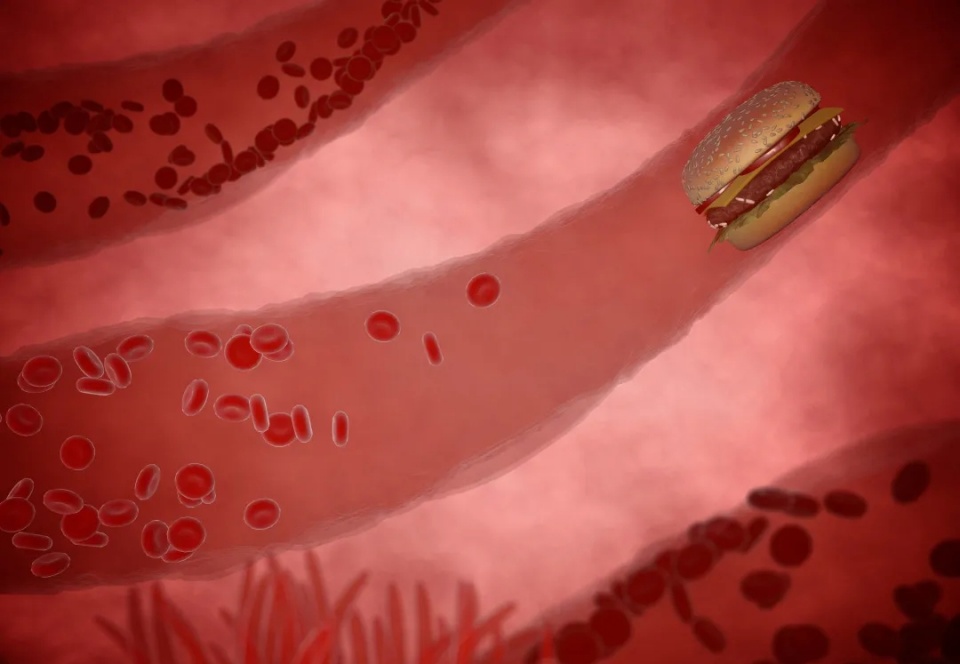 脂类代谢包括脂肪酸,甘油三酯和胆固醇等脂质的生物合成和降解.
