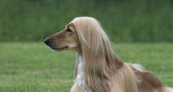 狗狗怎么养才算正确 5a99a231a686471d8fe64ad13a904ec8.jpeg