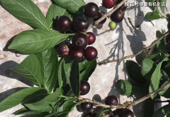 割舌果的外形很像葡萄,不过皮要比葡萄厚实.