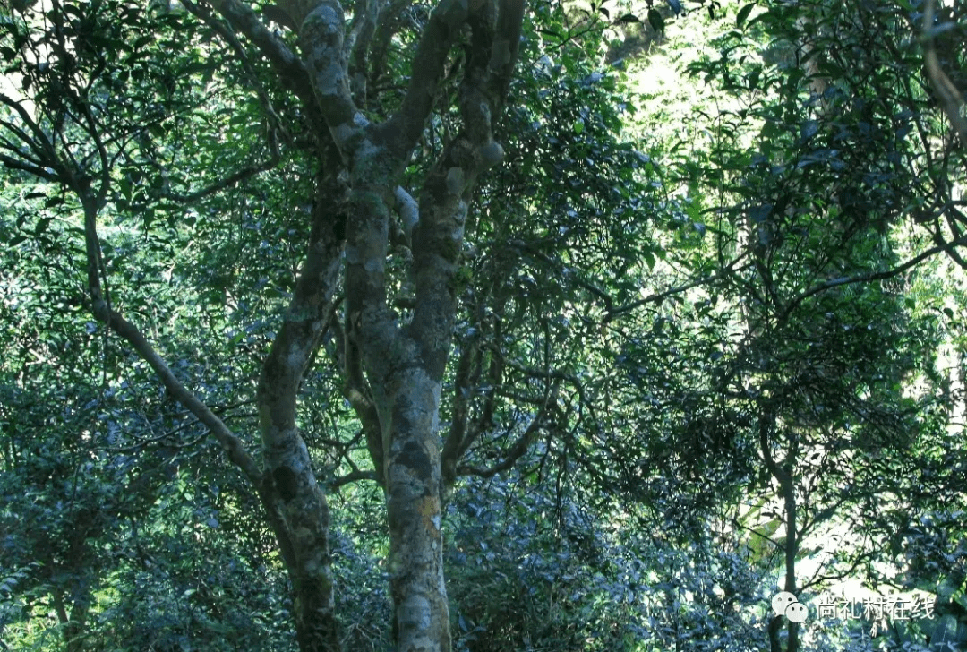 遗落的版纳茶山公主莽枝