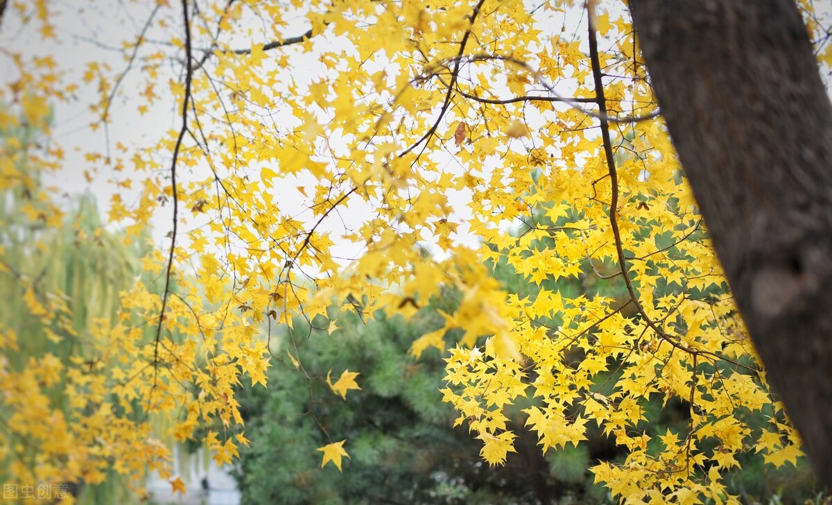 秋天该很好,你若尚在场,即便人间沧桑,即便世事无常
