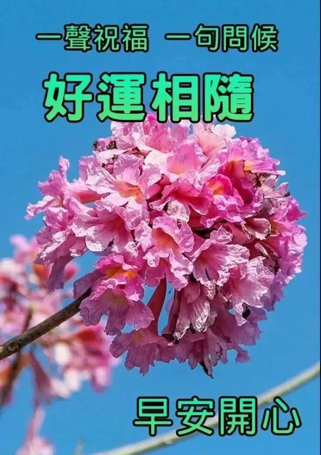 漂亮好看的早上好美图带字带祝福语,暖心的早安问候表情图片带字温馨