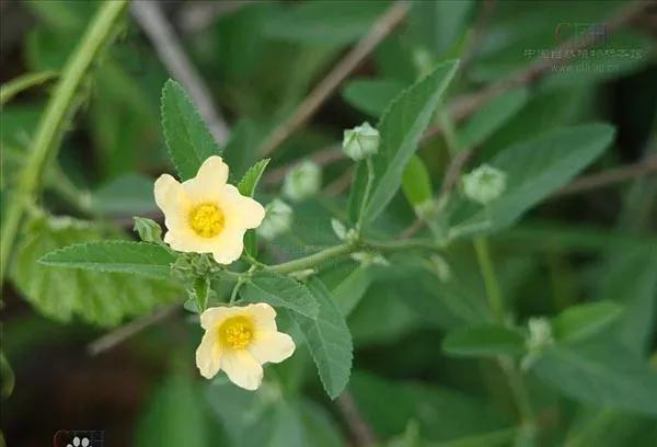 黄花母的功效与作用 清热利湿 解毒消肿 Acid