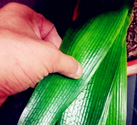 方法|牛人养花从不施肥,往盆里“撒”1斤零食,根系旺盛,开花不断!