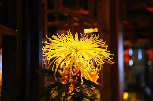 岁岁重阳 佳节揽秋意 久久倍思亲 菊花 全网搜