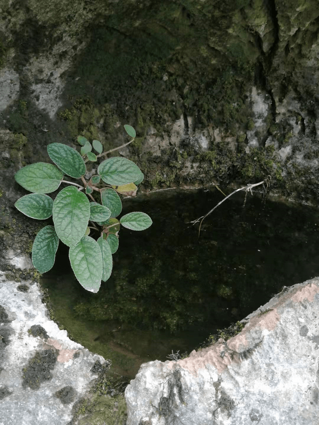 石上莲图片 d0c7ad77e38f4d158d62dd3adeede097.png