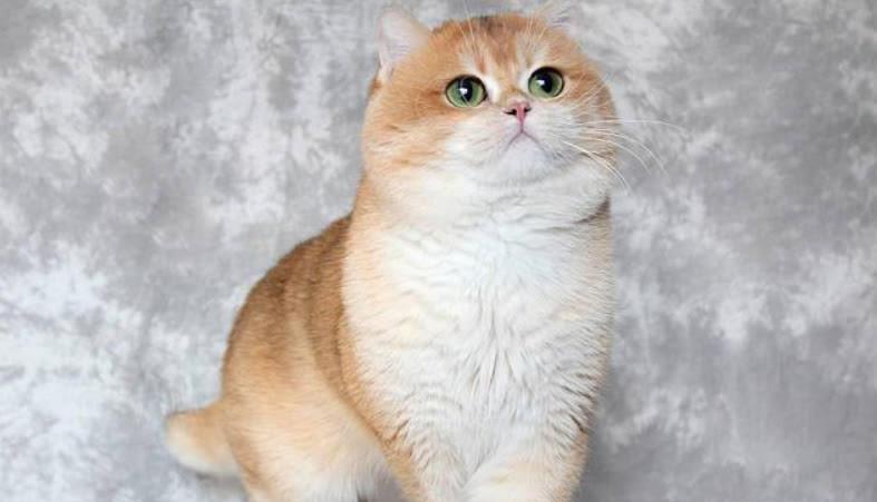 瑞萌|英短喜欢吃的猫零食有哪些？猫零食推荐品牌