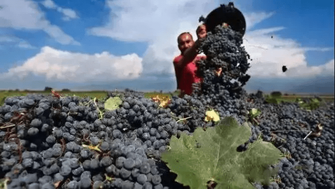 味蕾|别卡速：Z40 英雄本色干红|征服你的味蕾