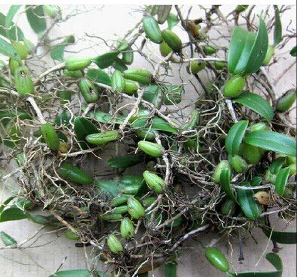 原创山上这一野果,俗称"仙桃",滋补效果强,如今却鲜有人知