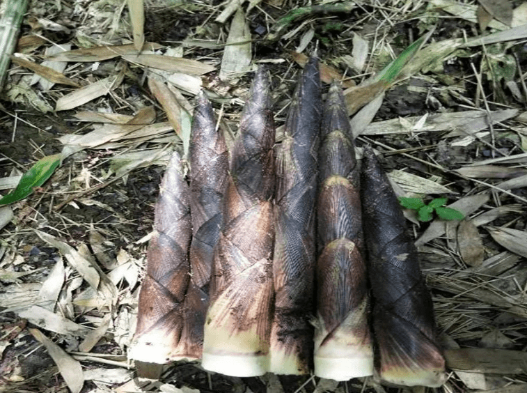 别再和熊猫"抢吃的",国内出名的笋不止四川,很多人都不知道_竹笋