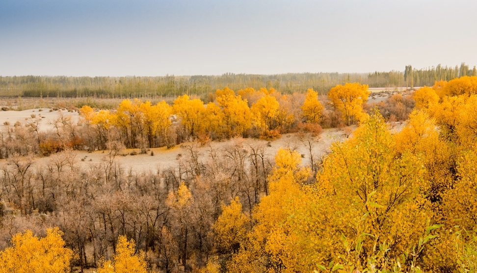 一到深秋，新疆和田的胡杨林美得像油画，随手一拍就是大片