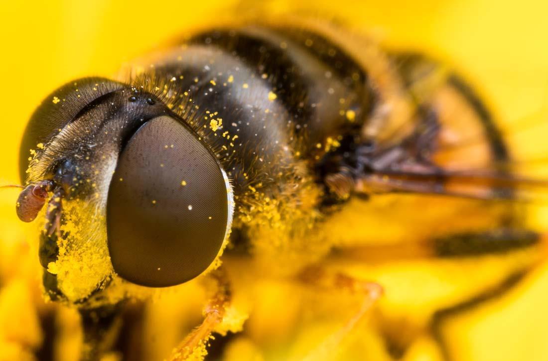 蜂蜜是蜜蜂吐出来的 还是拉出来的 今天一次说清楚 工蜂