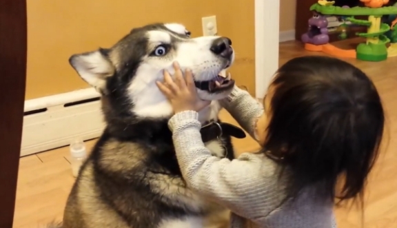 因为女儿出生以后，二哈便结束了它的拆家之旅，真是一物降一物啊