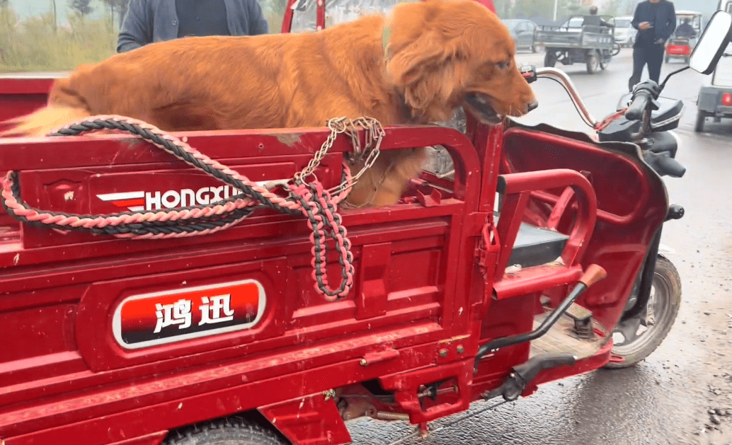河南:780金毛上狗肉车,钱到位,给狗狗喂馍的大叔接过铁链,就不管狗狗