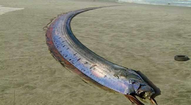 虽然长的非常引人注目,但皇带鱼还是跟"龙"的形象有很大的差距.