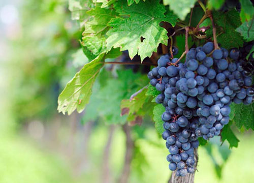 等级|想要买到可以“陈年”的葡萄酒？了解这7个方面，保证你不被忽悠