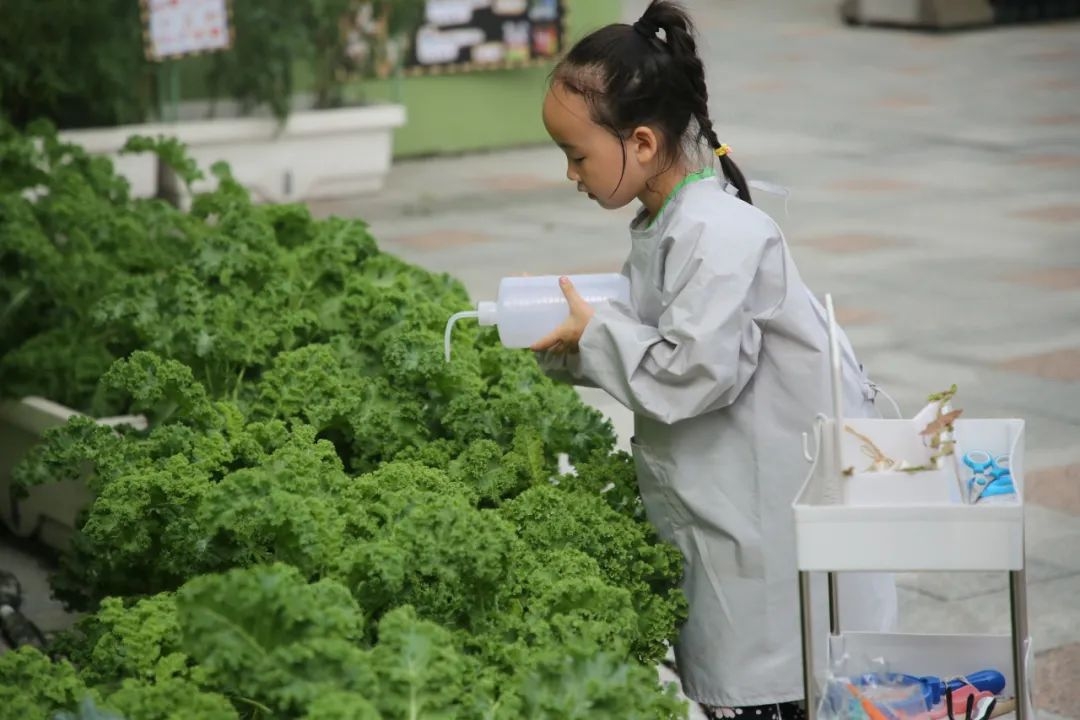 植物|一所能孵小鸡、喂小猪、养蝴蝶的学校，是什么样的？