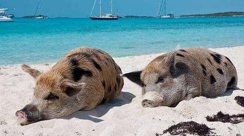 把猪丢在无人荒岛，多年以后，它们的生活竟是这样的！