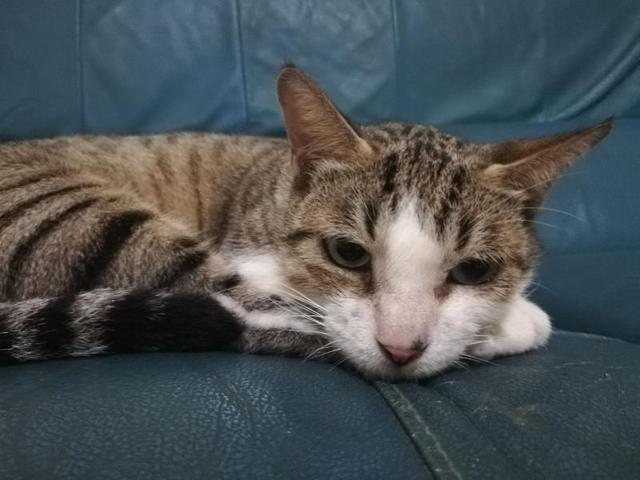 猫咪流浪猫妈入屋讨食被关起来，3只小猫组队上门：快放了我们妈妈！