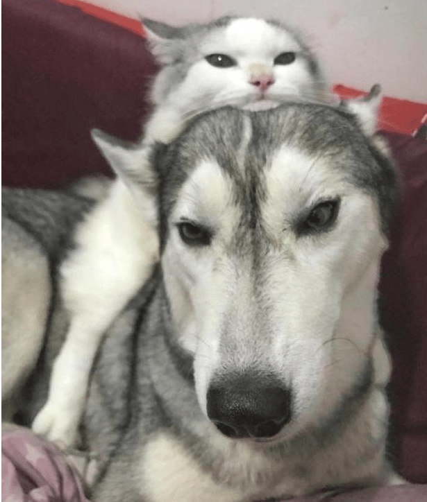 猫咪猫咪小时候就喜欢趴在二哈头上，直到长大也一样，可狗的眼神