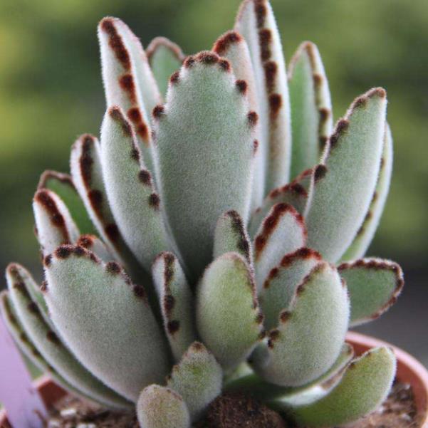 秋冬季节喜欢多肉养棵月兔耳自带绒毛温柔又可爱