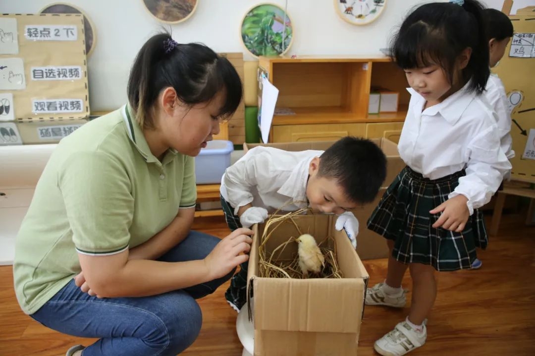 植物|一所能孵小鸡、喂小猪、养蝴蝶的学校，是什么样的？