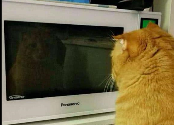 美国中国正宗狸花猫成功攻陷美国猫奴,网友:让全世界人吸中国猫!