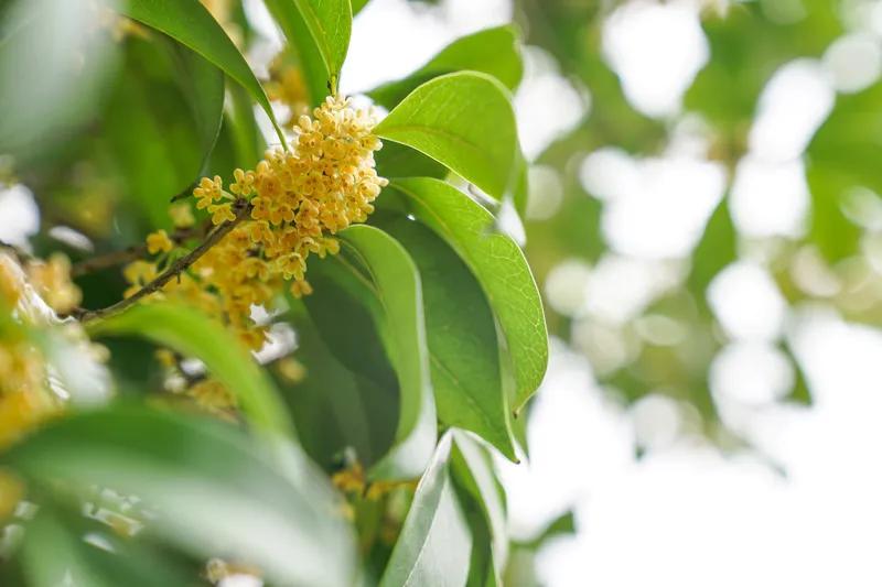 秋花不比春花早 开到秋花也是春 桂花