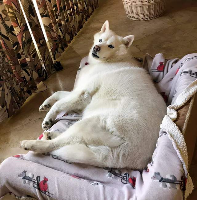 纯白雪哈被送到姥姥家寄养,可没想到一个月后狗子被喂成了猪