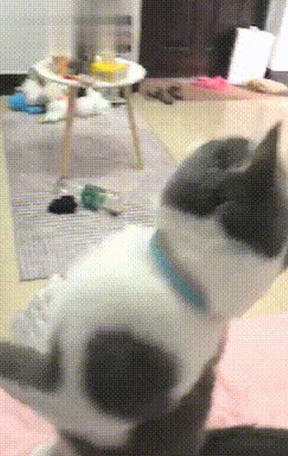 美国中国正宗狸花猫成功攻陷美国猫奴,网友:让全世界人吸中国猫!