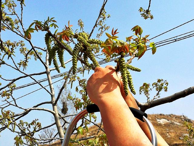 果实很好吃 谁曾想花才是极品价值堪比 黄金 可惜少有人知 核桃 全网搜