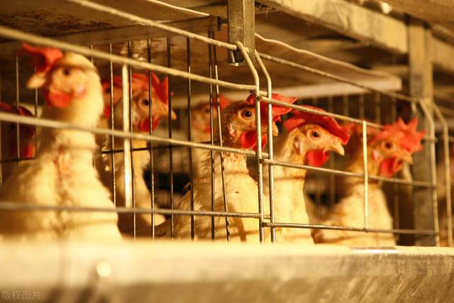 肝脏|造成蛋鸡肝脏破裂出血的常见疾病诊断