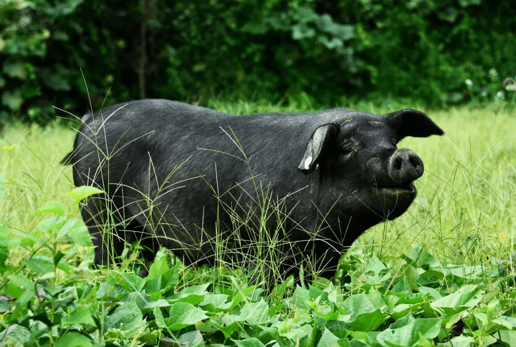 儿时味道#东北老味道,宝宇雪猪一直惦记着你儿时的味蕾_时间